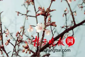 太湖鼋头渚报春樱花——“寒樱”绽放图片