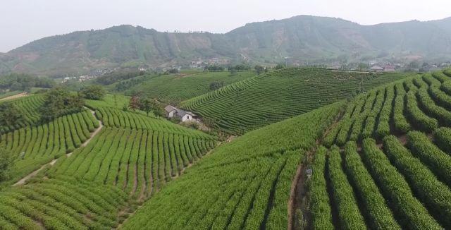 看安吉一株千年老茶树如何“长”成国际名产业