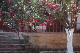 三八节来富民踏春郊游摘草莓图片