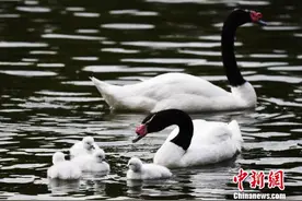 春暖花开 深圳野生动物园鸟类萌宝扎堆出生图片