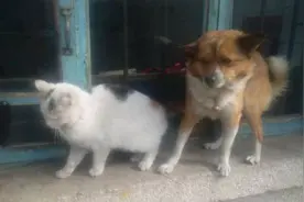 本想“英雄救美”解救一只猫，结果狗狗却尴尬了图片