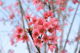 去不去先收藏！3月份河南这些景区免门票！图片