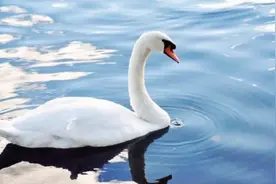 荣成大天鹅就要飞走了，喜欢大天鹅的亲抓紧时间！图片