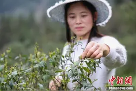 贵州余庆小叶苦丁茶进入采摘季图片