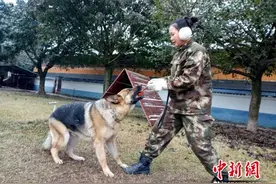 巾帼不让须眉 美女宠物店长“变身”成为警犬训导员图片