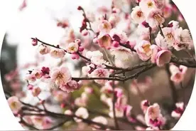 宜昌将迎来最佳赏花期，攻略都帮你做好了，赶紧出发吧图片