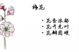 春季赏花，相似的花朵“傻傻分不清”图片