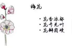 春季赏花，相似的花朵“傻傻分不清”图片