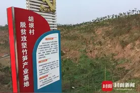 青葱竹林打造宜宾优势产业 高端“竹燕窝”走进寻常百姓家图片