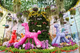 3万株兰花惊艳登场 第四届上海国际兰展本月亮相图片