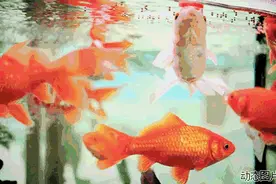 涨知识丨金鱼养不住？这几点你做到了吗？图片