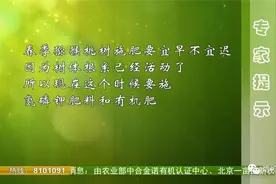 壮壮帮忙：猕猴桃春季如何清园图片