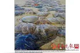 惊呆！大量水母搁浅智利 专家：不要碰触图片