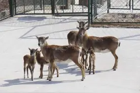 “生啦！生啦！是对双胞胎！”一阵欢呼声从合肥这里传出……图片