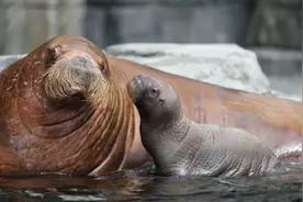 海洋“音乐家”——海象-科普中国图片