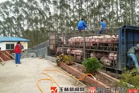 兴业县山心镇扶贫产业园：“扶贫猪”出栏图片