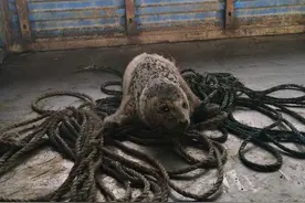 落难小海豹被冻在冰面上无法动弹 漂到海边获救图片