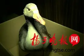 射阳一只野生大雁受伤落地 警民联手救助图片