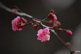青岛中山公园杏梅悄然绽放 今春花季开启图片