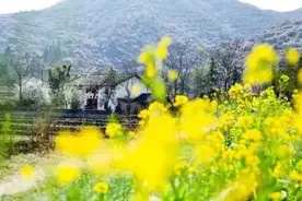 赣州人吃艾米果的季节到了！田野间摘艾叶，收获满满~图片
