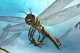 「是科学吗」天空霸主大盘点，蜻蜓也曾称霸天空！图片