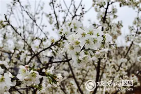 旬阳段家河：樱桃花开俏争春 错过花期待来年图片