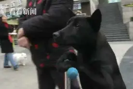 遛狗新方式！聪明“汪星人”运动天赋惊人 无师自通学会玩滑板图片