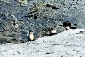 请勿食用！太原汾河边突然漂起很多死鱼图片