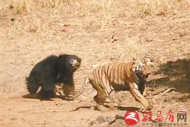 印度母熊保护小熊 勇战猛虎将其逼退图片