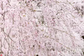 人面桃花相映红，你比花儿更骄艳图片