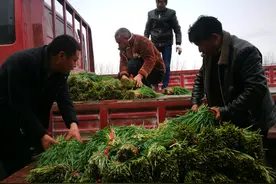 周口太康一村庄30万斤韭菜滞销 追踪：爱心企业买数千斤韭菜送老师图片