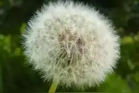 健康｜它是鲜为人知的“药草皇后”，春天吃正合适！图片