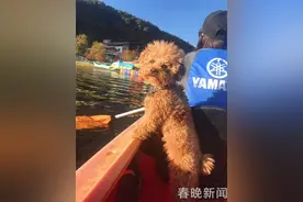 泰迪历险记：狗狗丽江走丢 在2000公里外河南寻回图片