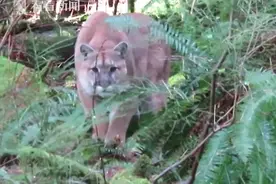 被美洲狮跟踪了一路 男子却神淡定：狡猾的小猫图片