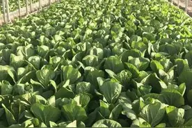 瓜果飘香 鸡鸭成群 武定春游正当时图片