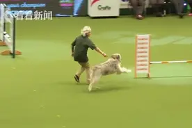 我在干啥？狗狗在赛场一脸懵逼 抛弃主人跑向场边人员求摸图片