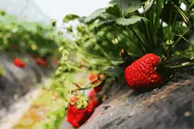 草莓开摘 快去湖州这些乡间感受舌尖美味图片