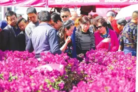 兰州植树节花卉展销会3月12日落幕 市民逛得心满意足图片