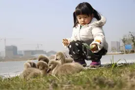 浙大“天鹅爸爸”：他看着小天鹅，就像看自己的孩子图片