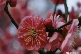 除了“南京红”，那些以“南京”命名的梅花你知道多少？图片