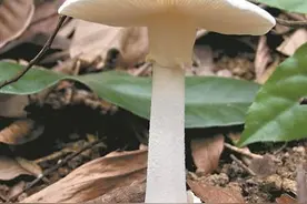 教你识别毒蘑菇 民间识别方法别轻信！图片