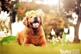 狗狗磨牙棒可缓解换牙期痛苦图片