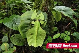 自然界动物巧妙高超的伪装技术图片