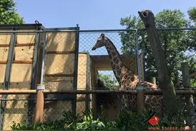 苏州动物园搬迁：长颈鹿恐成“钉子户”图片
