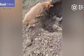 一只狗狗死了，另一只埋葬同伴，有时候人真的不如狗，感动哭。