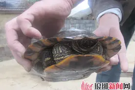 临沂一农民在麦地里捉到一只大乌龟 体重近3斤图片