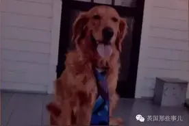 自己溜出家...跑去日托所找小伙伴玩，这金毛真是用尽了心计图片