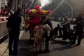 羊拉车你见过吗
