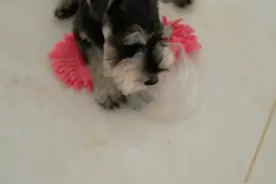 这只叫"火锅"的狗，你主人回家过年了，是派你来拆我们家的吗？