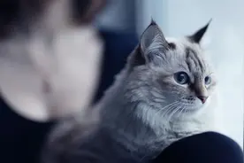 给猫做绝育真的残忍吗？图片